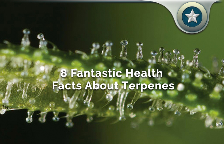 8 Fantastic Health Facts About Terpenes