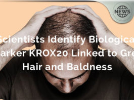 KROX20 & Stem Cell Factor Proteins Linked to Grey Hair and Baldness