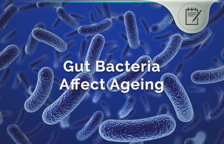 Gut Bacteria Affects Ageing