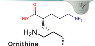 Ornithine – How Arginine-Derived L-Ornithine Amino Acid Works? Ornithine