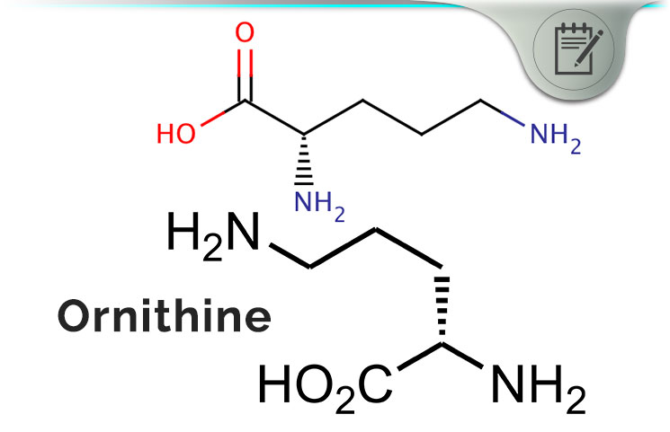 Ornithine