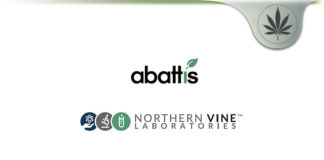 Abattis RAYZ CBD Sunscreen – Northern Vine Labs Cannabis SPF? Abattis RAYZ CBD Sunscreen