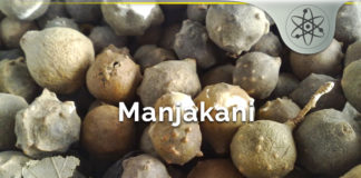 Manjakani – Safe & Effective Herbal Vagina Tightening Benefits?