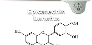 Epicatechin – Phytochemical, Cocoa Flavanols & Muscle Benefits? epicatechin benefits