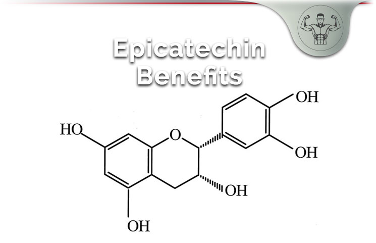 epicatechin benefits