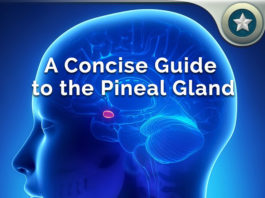 Pineal Gland Guide
