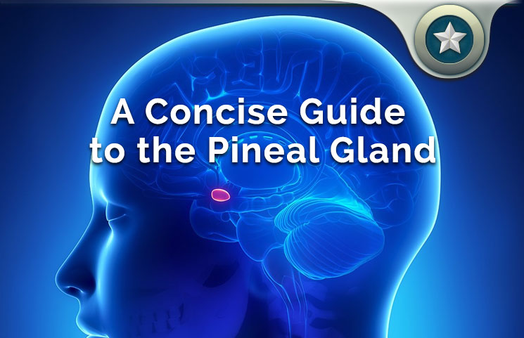 Pineal Gland Guide