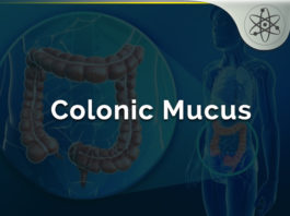 Colonic Mucus