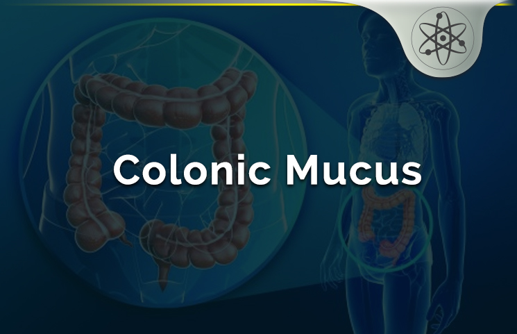 Colonic Mucus