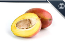 Gutli Mango Kernel Seeds Mangiferin Extract Health Benefits & News Gutli Mango Kernel Seeds Mangiferin Extract
