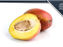 Gutli Mango Kernel Seeds Mangiferin Extract