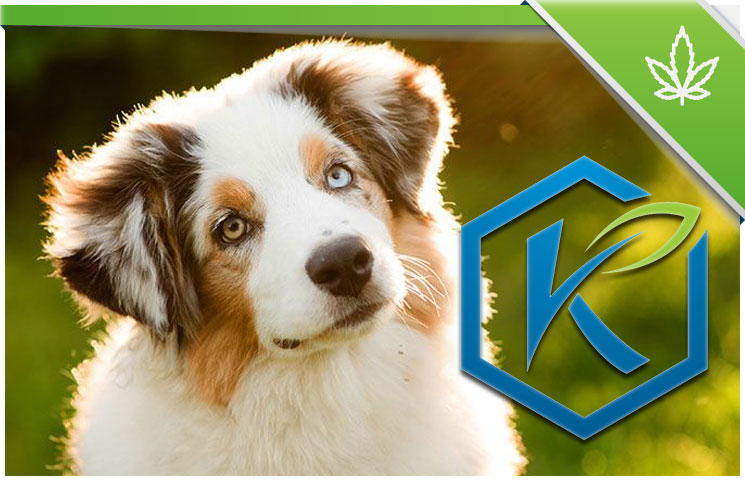 Kannaway-CBD-Hemp-Pet-Products